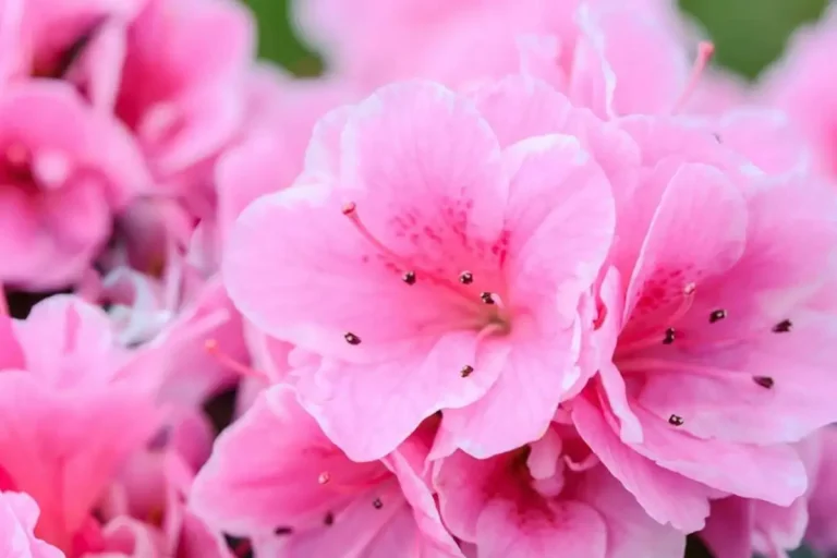 7 Spiritual Meanings of Color Pink, Symbolism & Representation