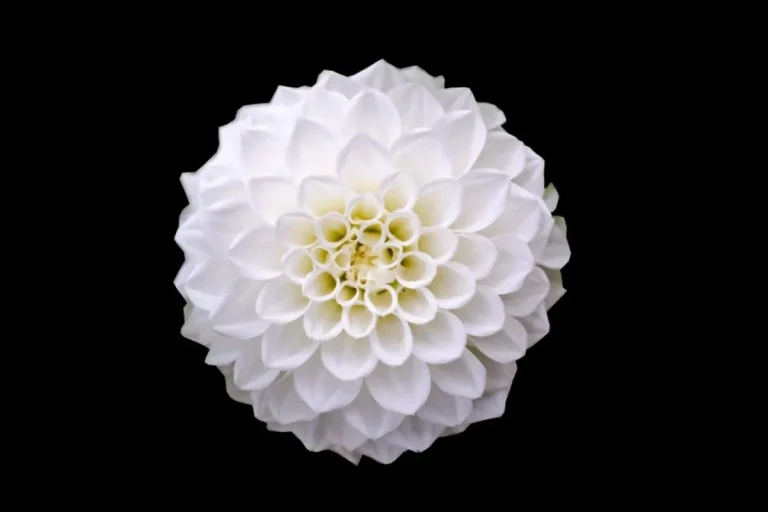 color-white-spiritual-meaning-symbolism-representation-psychology