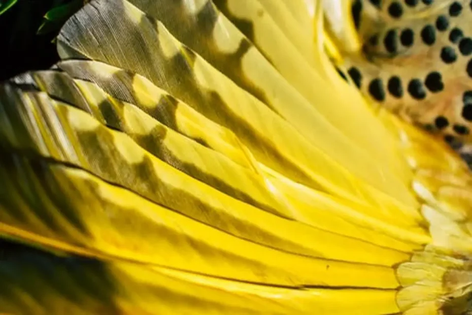 finding-yellow-feather-spiritual-meaning-symbolism