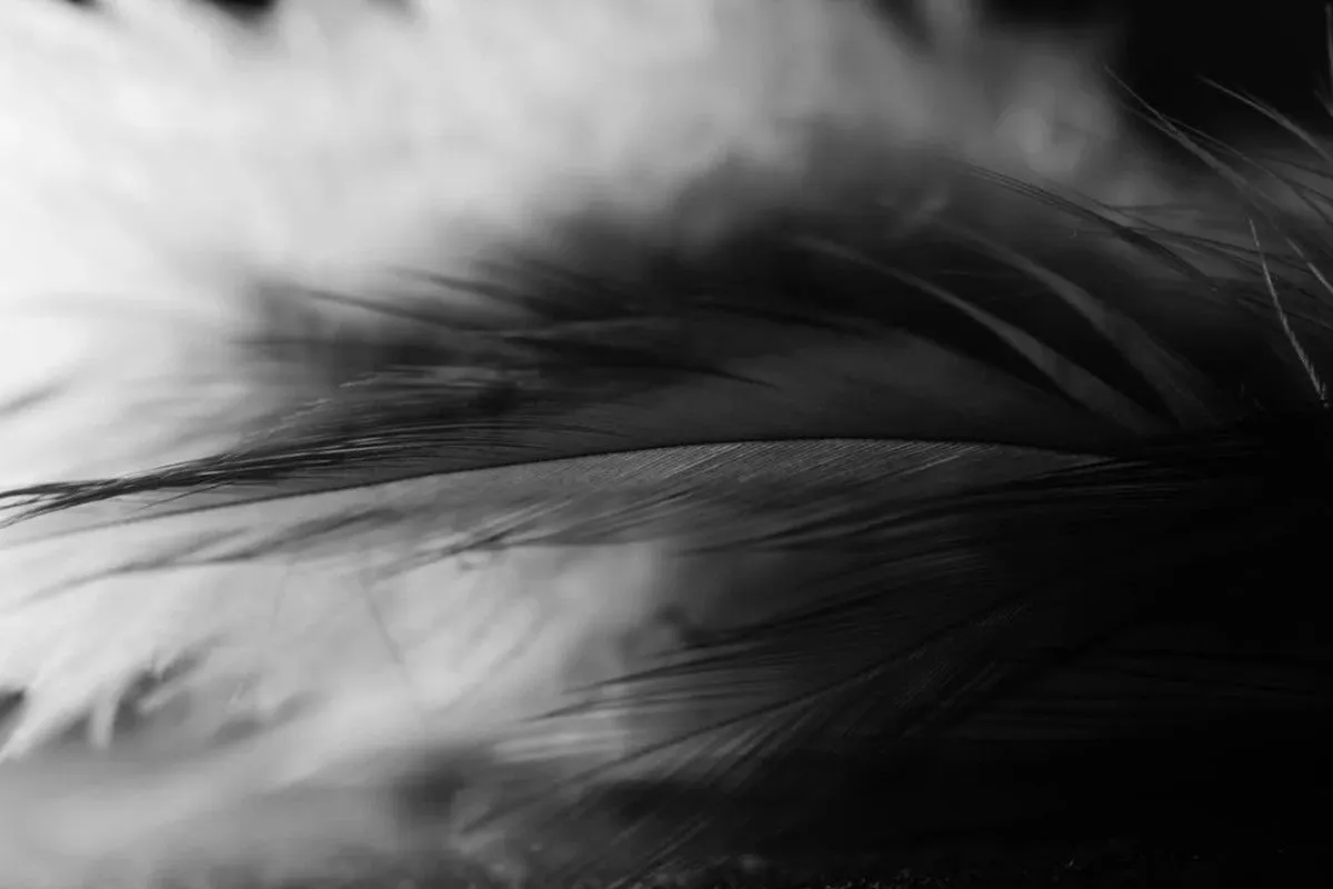 Black Feather Meaning And Symbolism