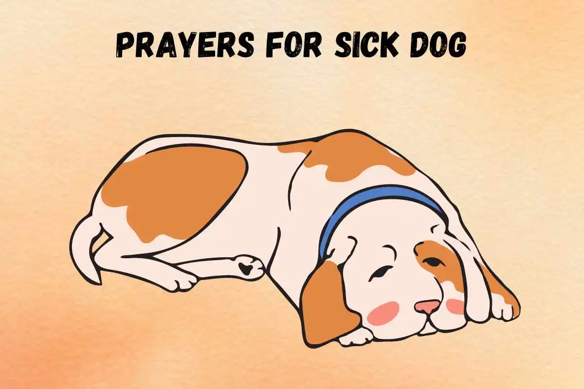 powerful-miracle-prayers-for-sick-dog
