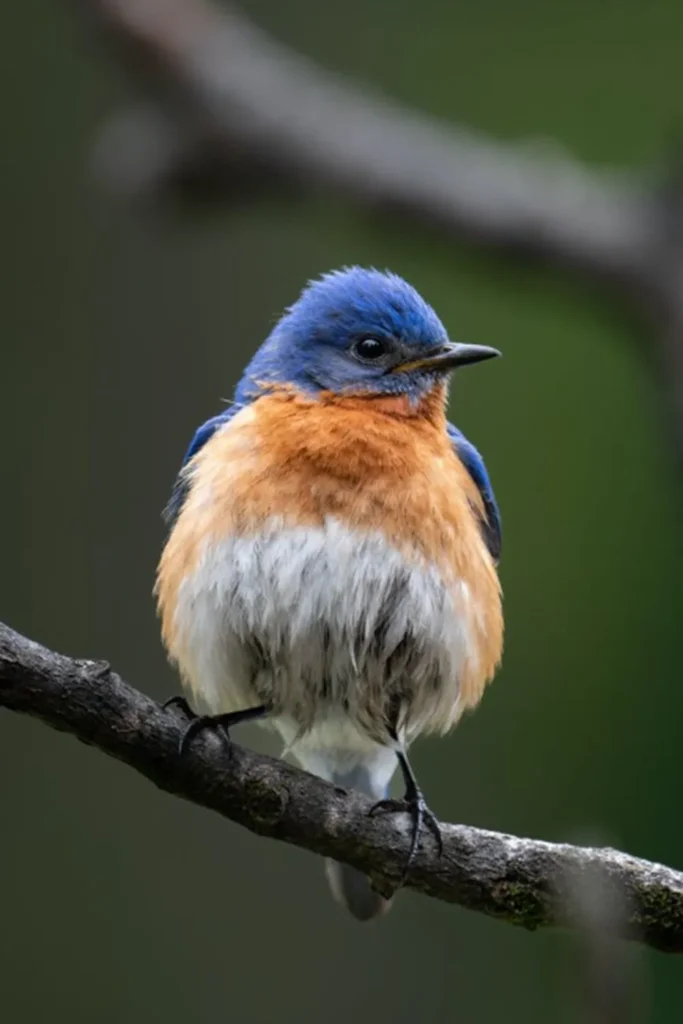 blue-bird-meaning-in-the-bible-spiritually