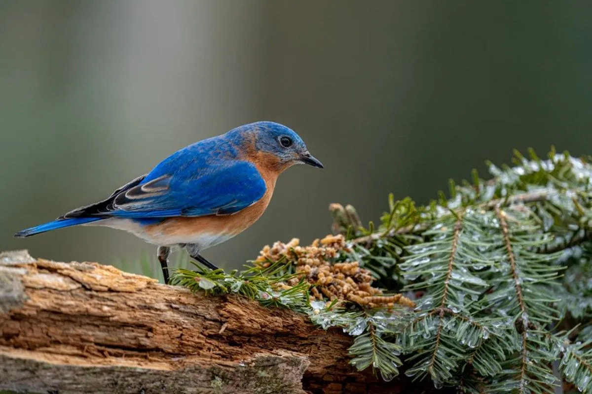 Bluebird Spiritual Meaning & Symbolism: Joy, Hope | Spiritual Posts