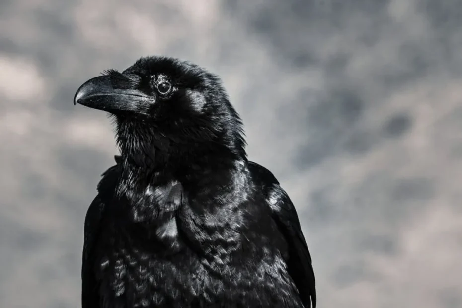 Raven & Crow Spiritual Meaning, and Symbolism Biblically ...