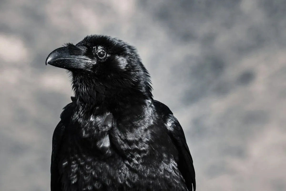 crow-symbolism-raven-spiritual-meaning
