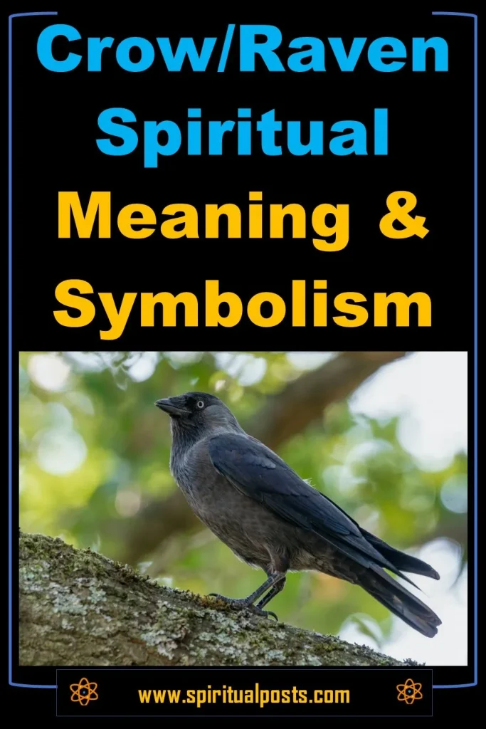 seeing-a-crow-vs-raven-symbolism-myths-spiritual