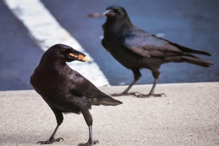 Number of Crows Meaning (1, 2, 3, 4, 5, 6, 7, 8, 9 Crows!)