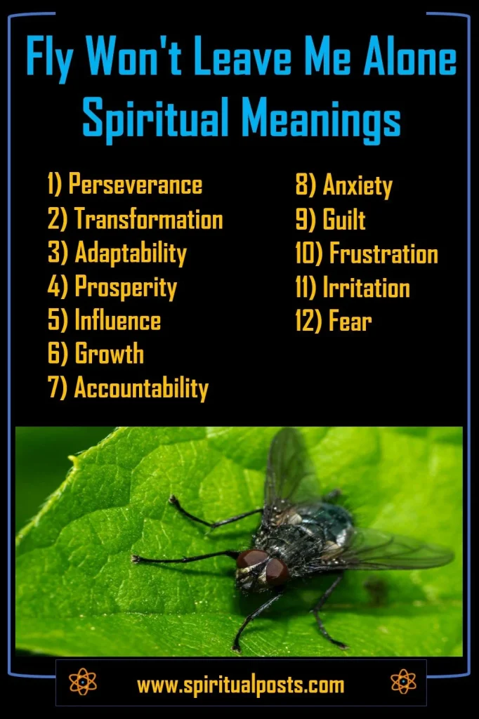 why-fly-keeps-following-you-spiritually