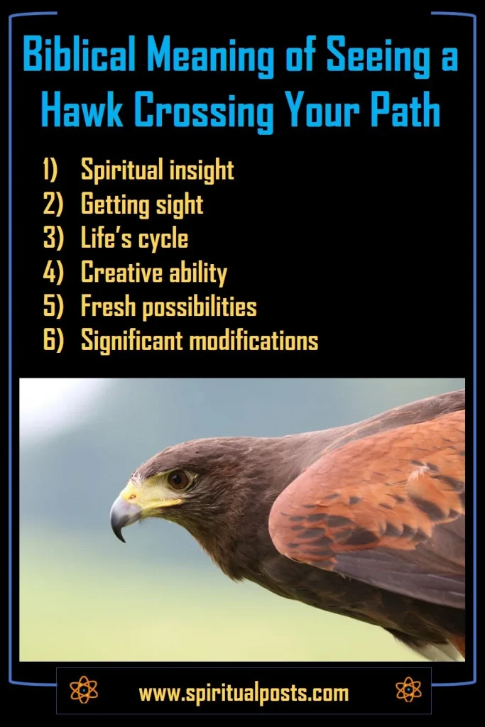 biblical-meaning-of-seeing-a-hawk