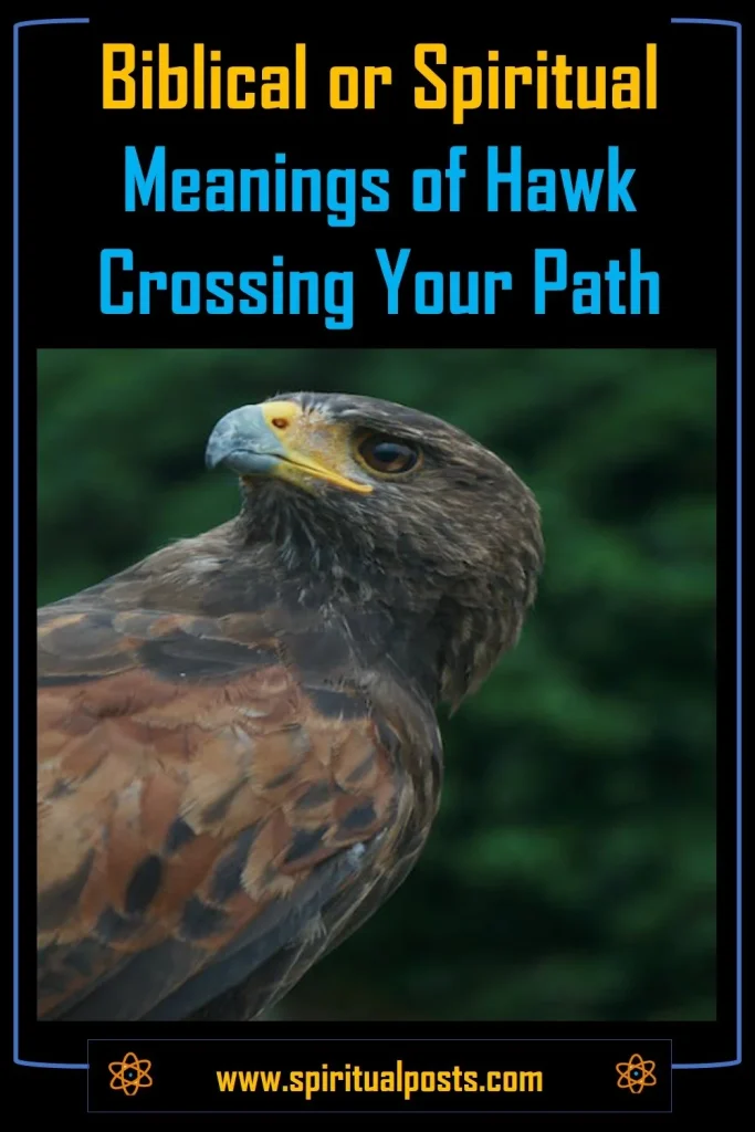 biblical-spiritul-meaning-of-hawk-crossing-your-path