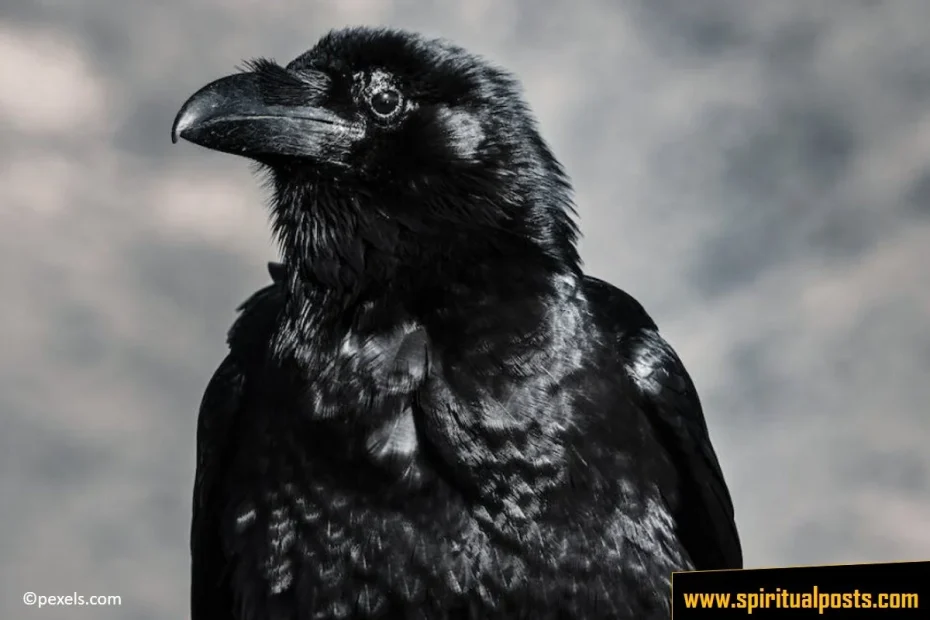 seeing-a-raven-spiritual-meaning