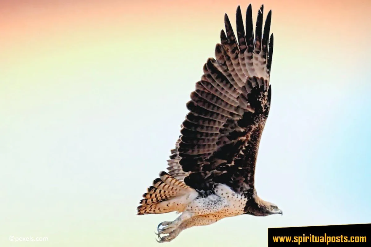spiritual-biblical-meaning-of-seeing-a-hawk-crossing-your-path