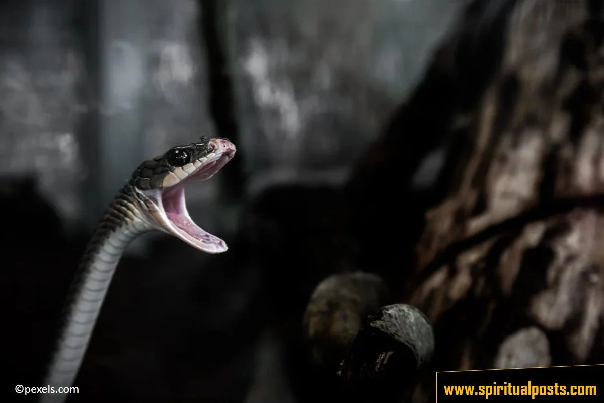 spiritual-meaning-of-snake-bite-in-dream-good-or-bad