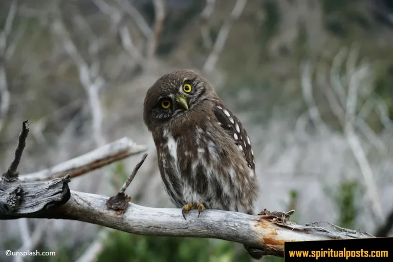symbolism-spiritual-meaning-of-seeing-an-owl-at-night-daytime-around-you-good-or-bad