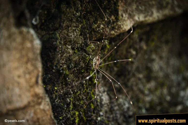 10 Spiritual Meanings of Daddy Long Legs & Symbolism