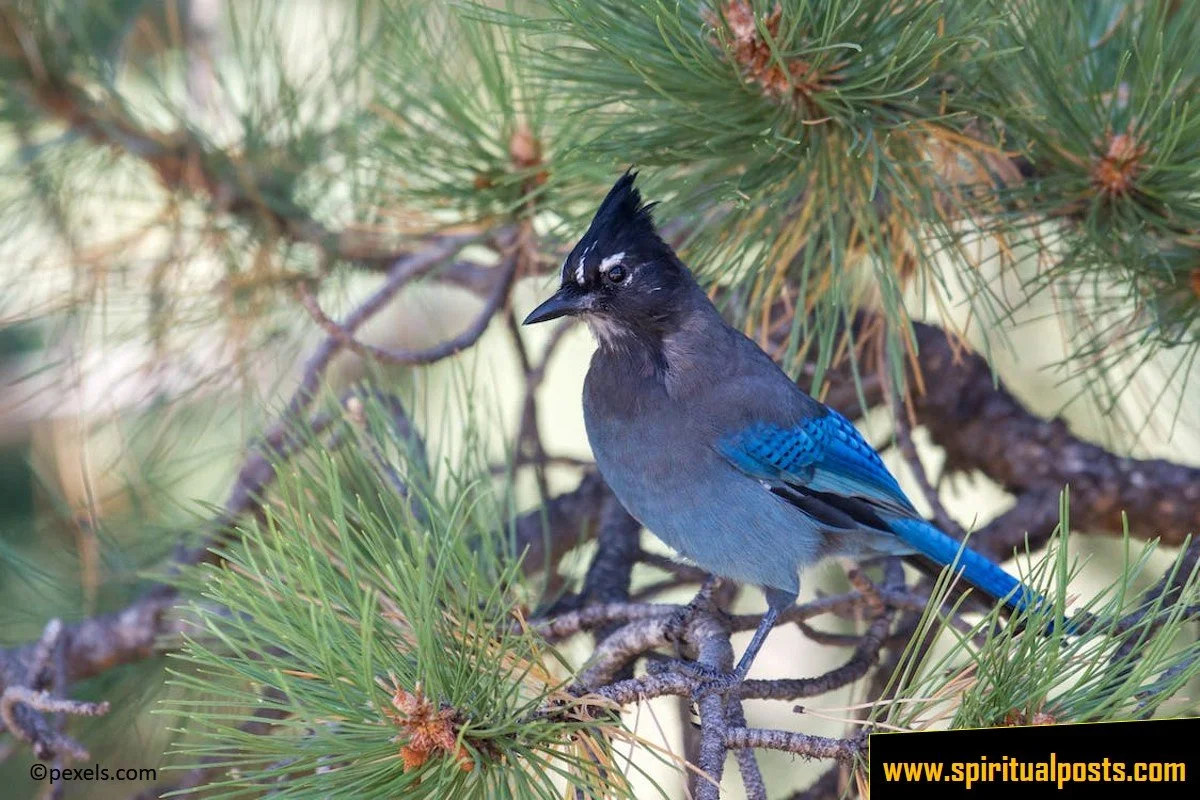 finding-a-blue-jay-feather-spiritual-meaning-symbolism