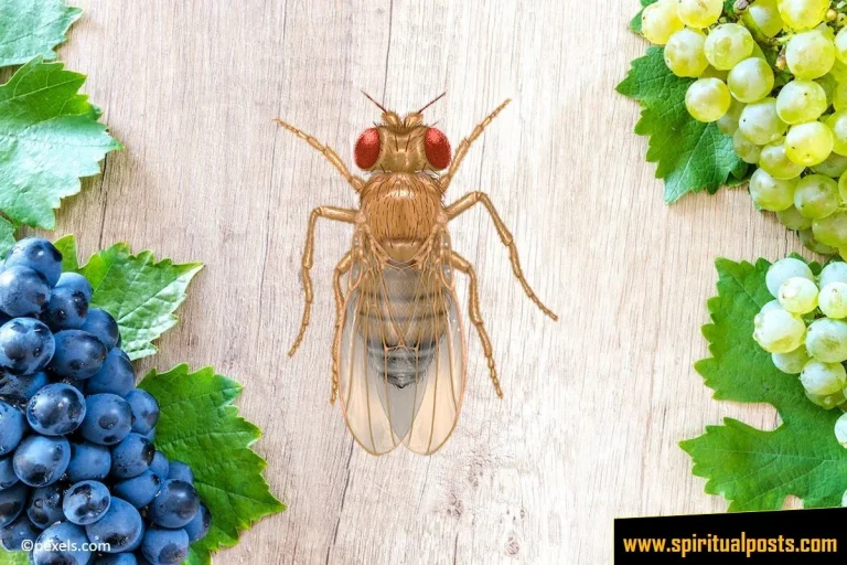 6 Spiritual Meanings of Fruit Flies or Gnats & Symbolism