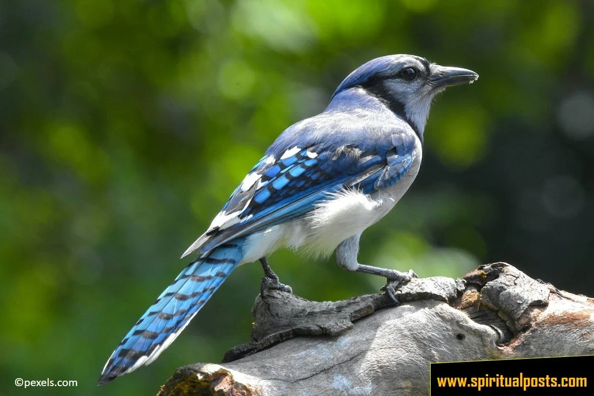 seeing-a-blue-jay-spiritual-meaning-symbolism