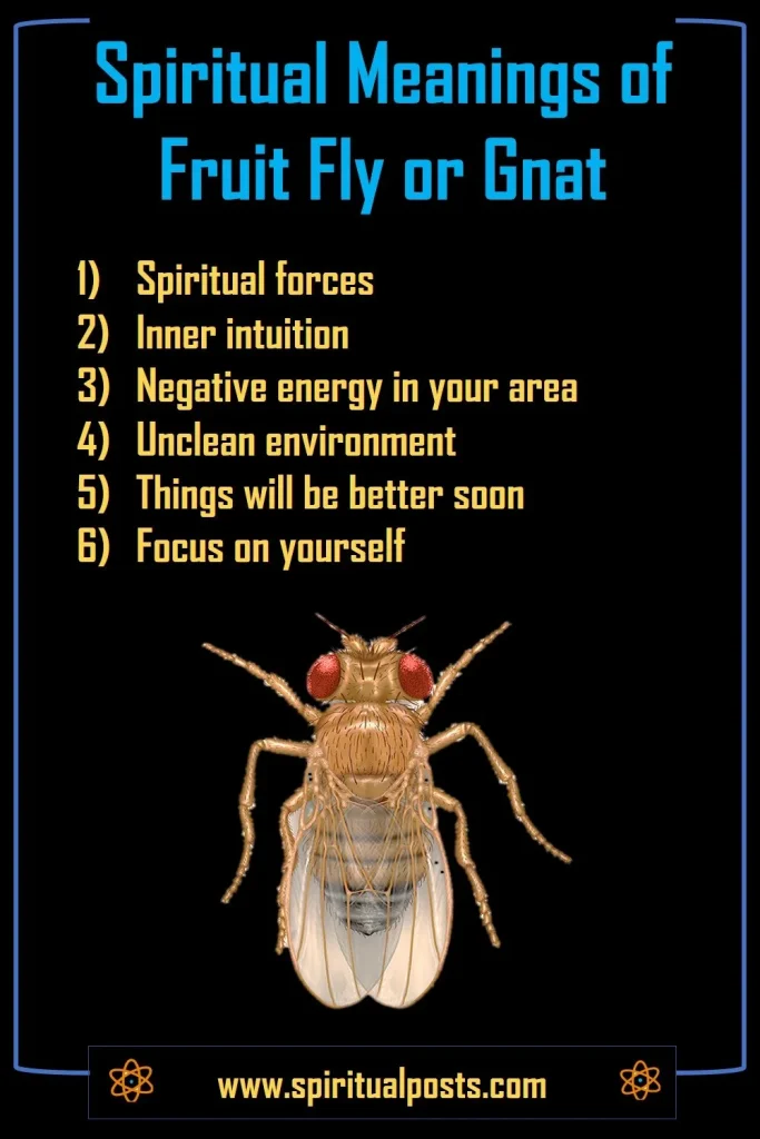 what-do-gnats-fruit-flies-mean-spiritually
