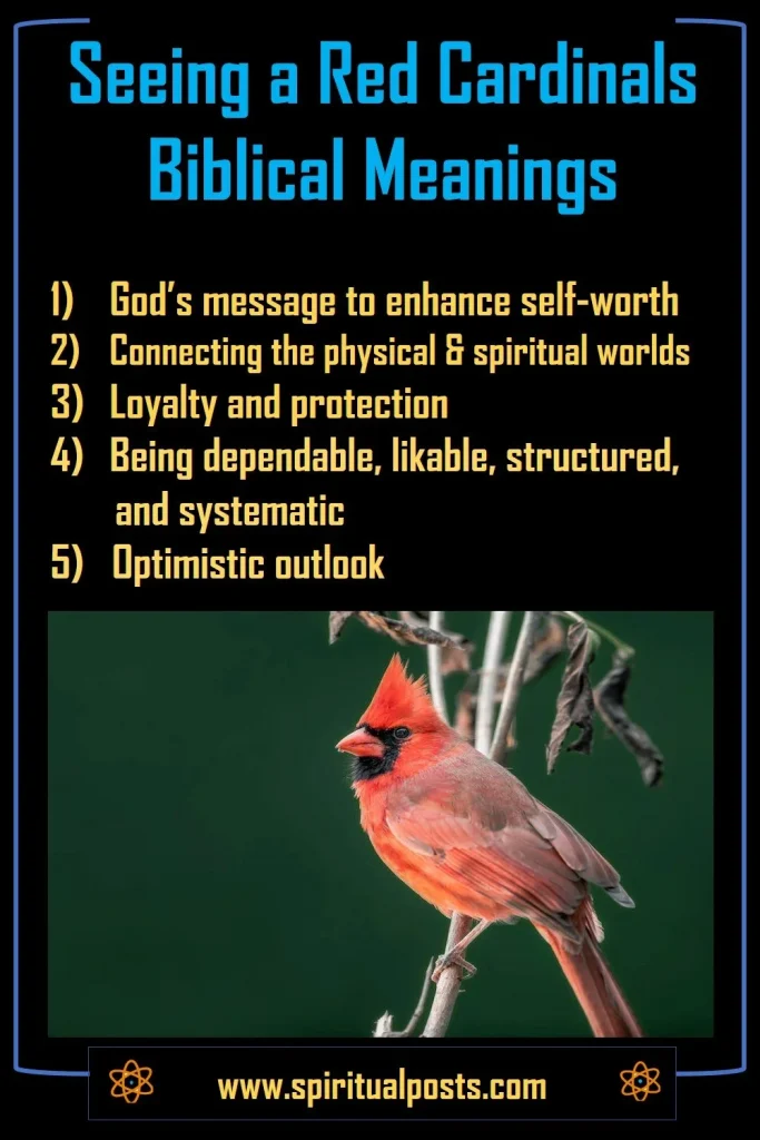 what-does-it-mean-when-god-sends-red-cardinals-biblical-spiritual