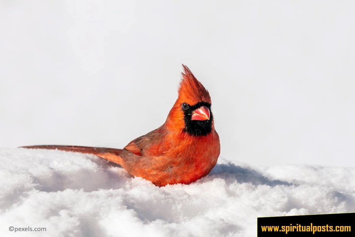 when-god-sends-a-red-cardinal-biblical-meaning-spiritual