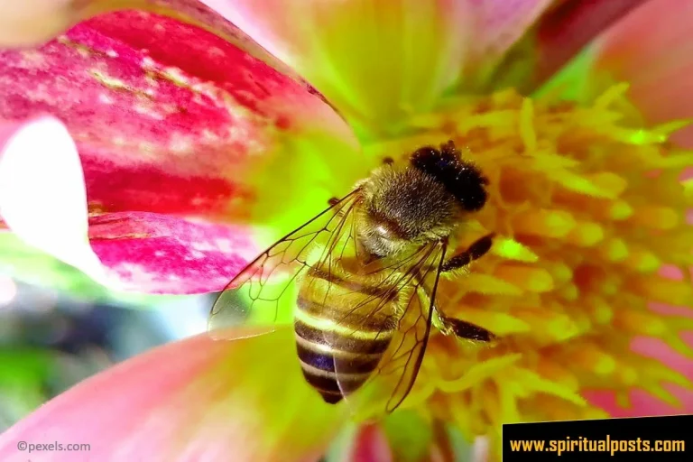 9 Mysterious Spiritual Meanings of Bee with Symbolism