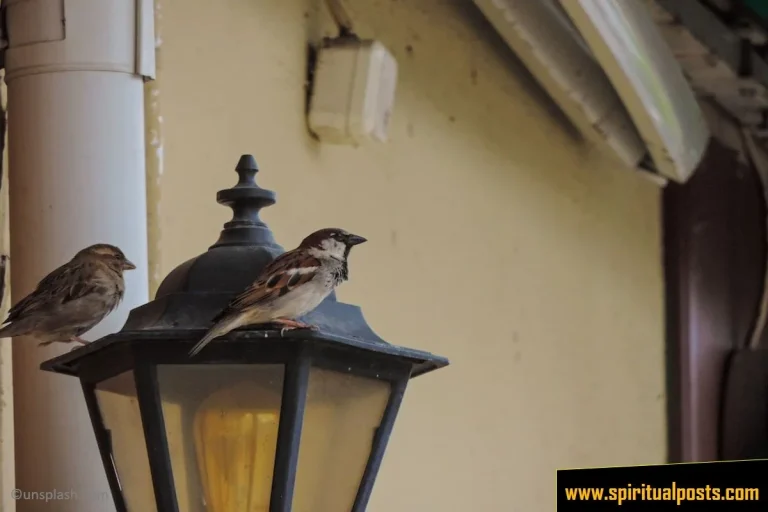 bird-chirping-outside-my-window-spiritual-meaning-biblical-dream-symbolism