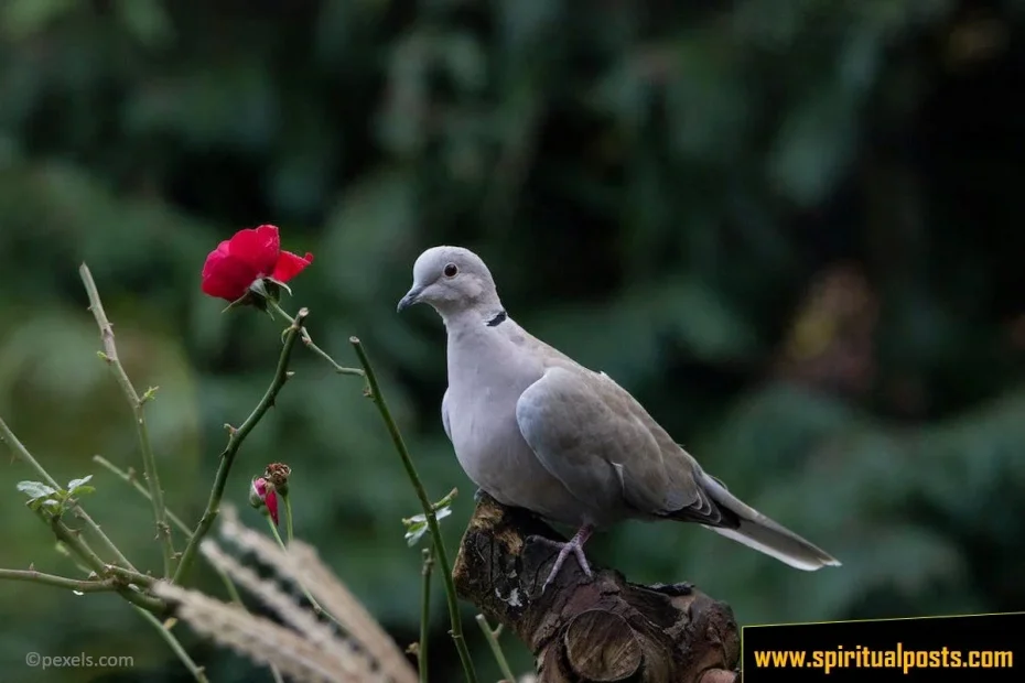 dove-spiritual-meanings-symbolism-visiting-you