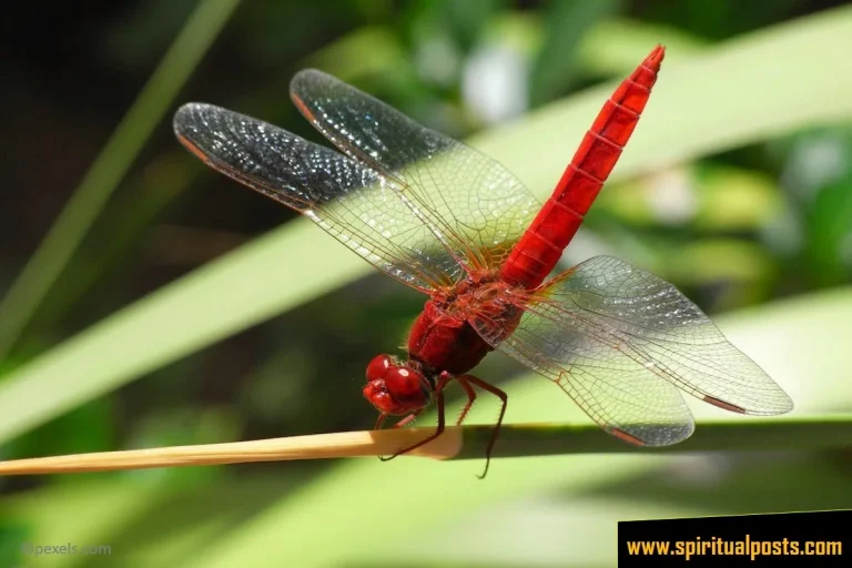 Dragonfly Spiritual Meanings & Symbolism: Different Colors