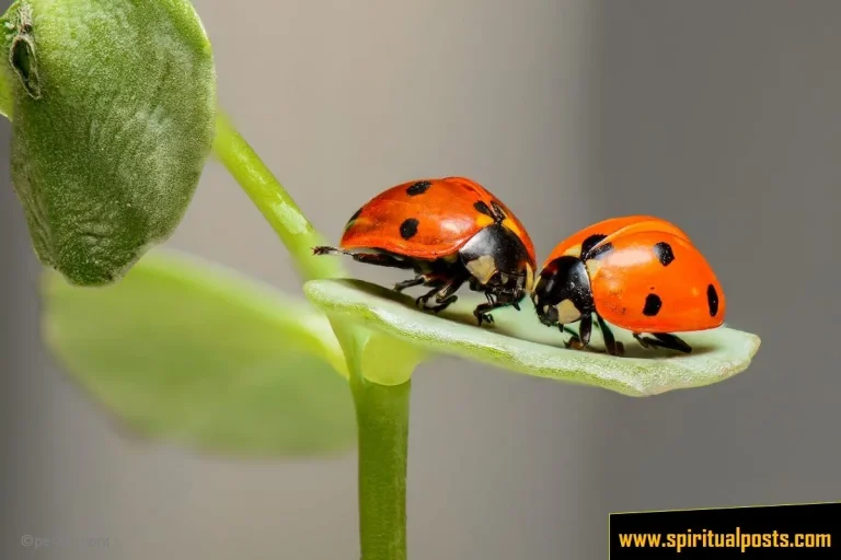 Ladybug Spiritual Meanings: Red, Orange, Brown, Black, White