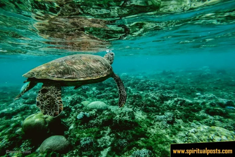 9 Spiritual Meanings of Turtle & Symbolism (Crossing Path!)