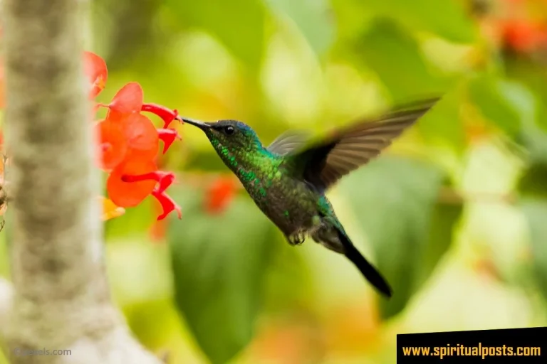 6 Spiritual Meanings of Seeing a Hummingbird & Symbolism