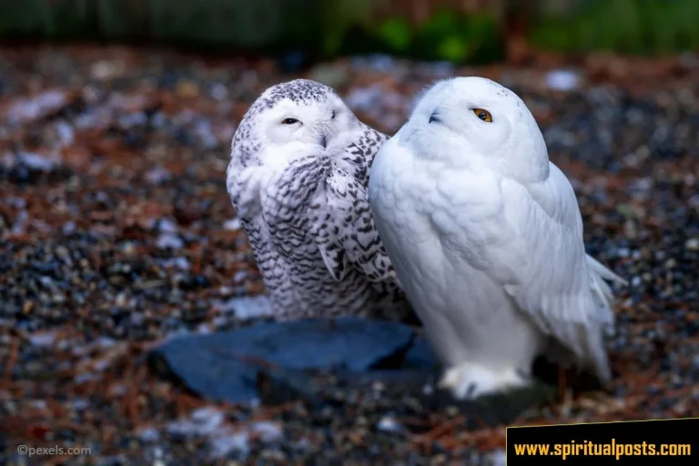 11 Spiritual Meanings of Seeing A White Owl