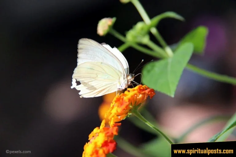 Seeing White Butterfly Spiritual Meanings & Symbolism