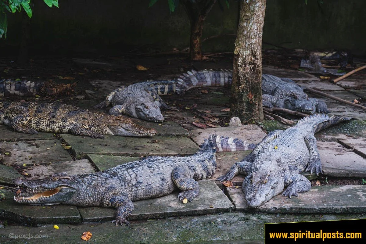 spiritual-meaning-of-alligators-in-a-dream-attacking-or-not