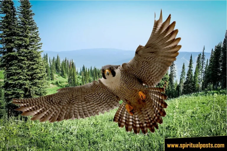 spiritual-meaning-of-finding-a-hawk-feather-native-american-red-tailed