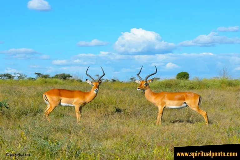 spiritual-meaning-of-seeing-a-deer-2-3-4-female-deer