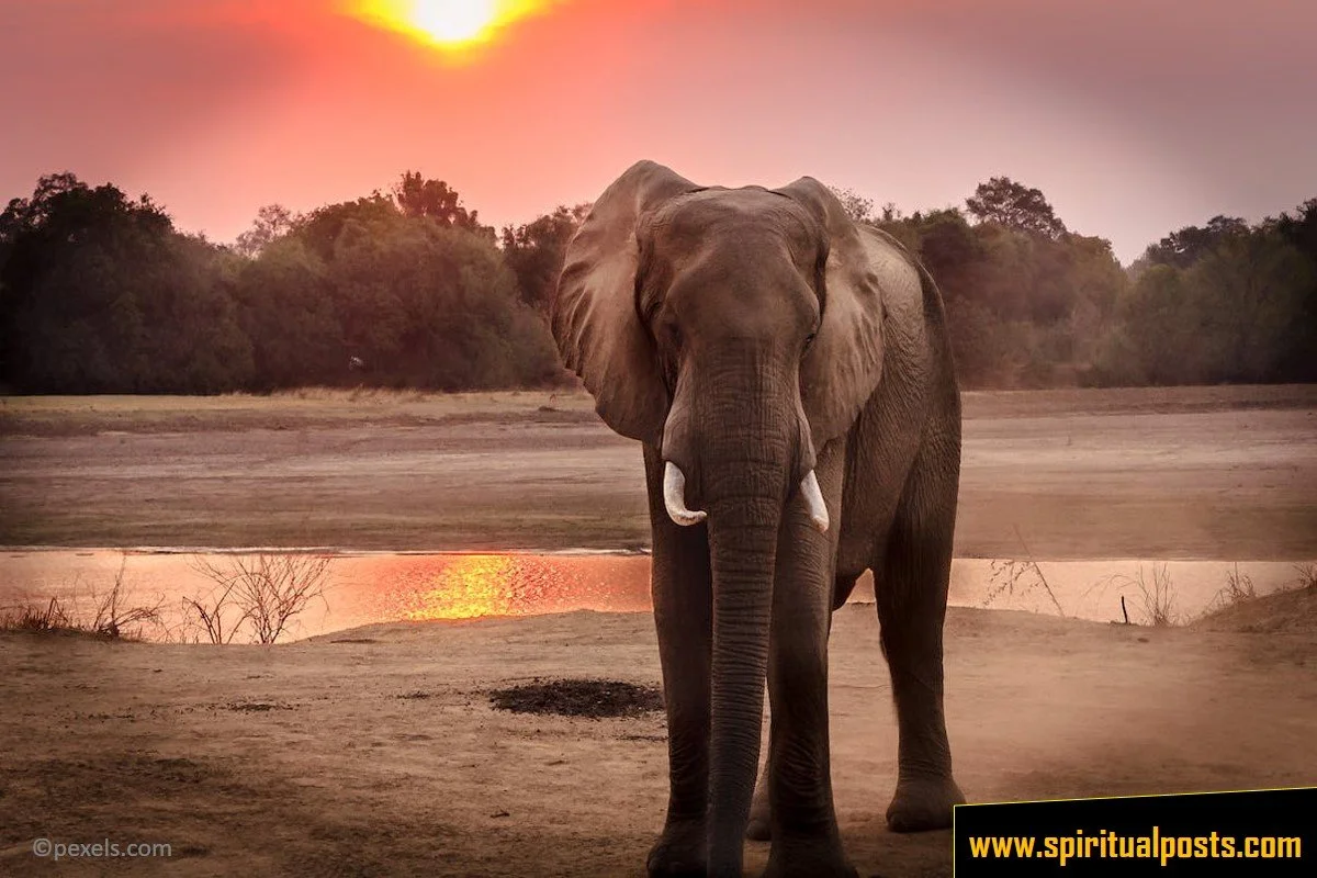 symbolism-spiritual-meaning-of-elephant-in-dream-good-or-bad