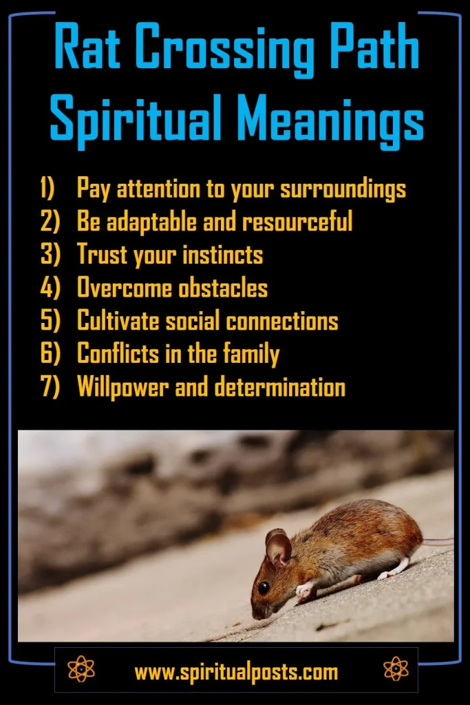 what-does-it-mean-when-a-rat-crosses-your-path-spiritually