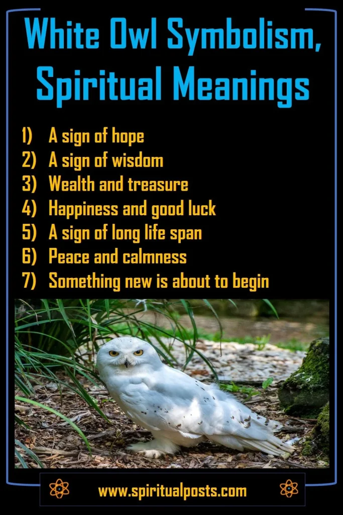 what-does-it-mean-when-you-see-a-white-owl-spiritually-biblically-dream-meaning