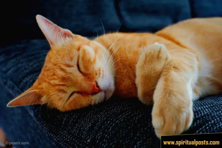 cat-sleeping-above-my-head-meaning-spiritual-on-pillow