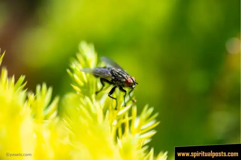 11 Spiritual Meanings of Flies & Prophetic Symbolism