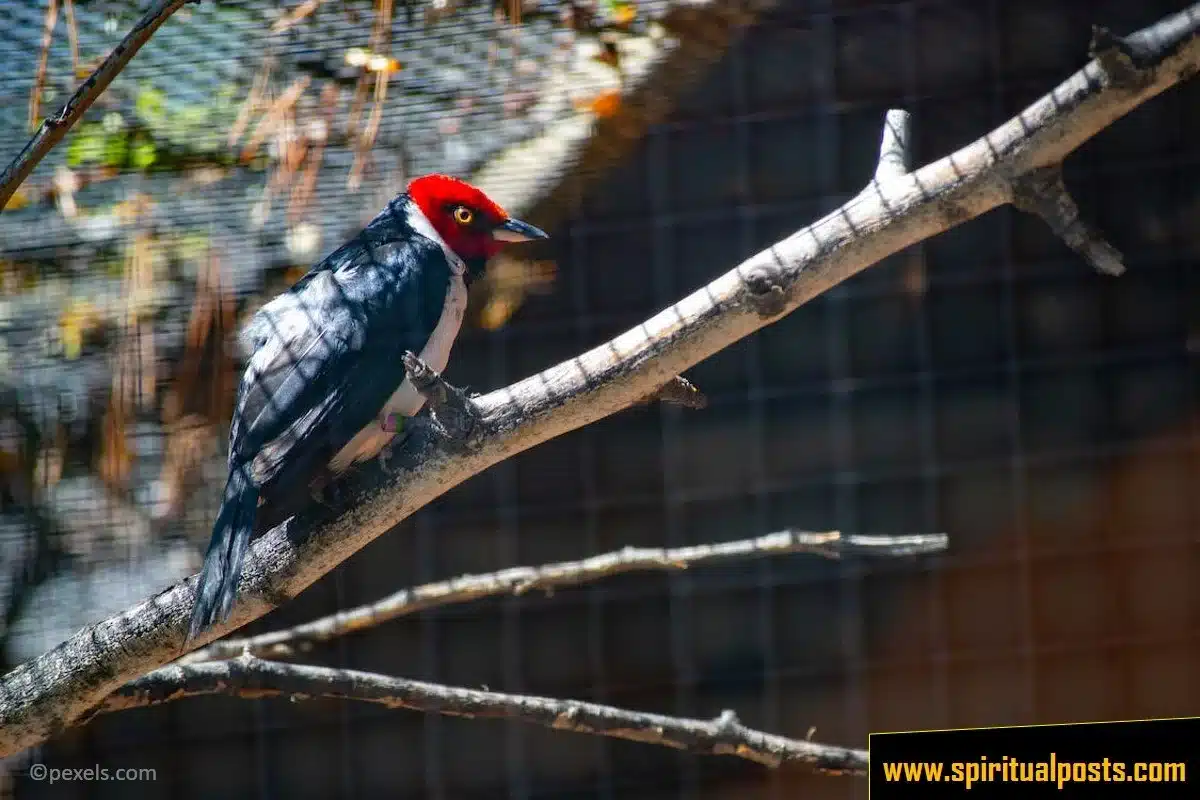 red-headed-woodpecker-spiritual-meaning-symbolism-totem-spirit-animal