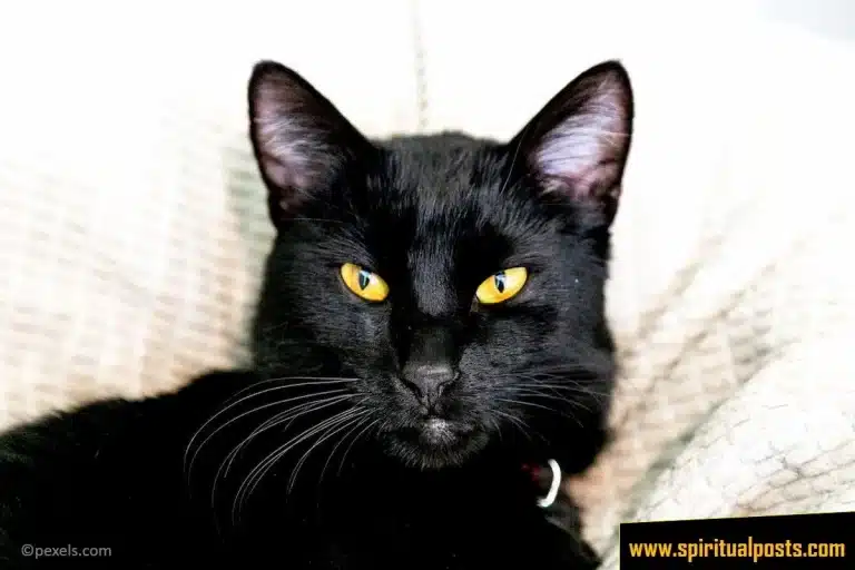 14 Spiritual Meanings of Black Cat & Symbolism (Crosses Path!)