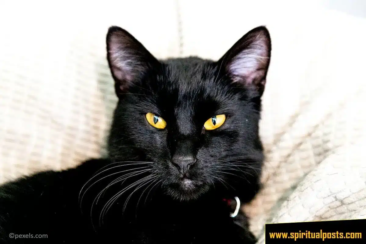 seeing-a-black-cat-spiritual-meaning-symbolism
