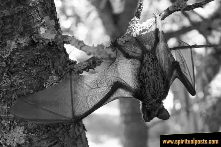 Bat Spiritual Meanings & Symbolism: A Sign of Death