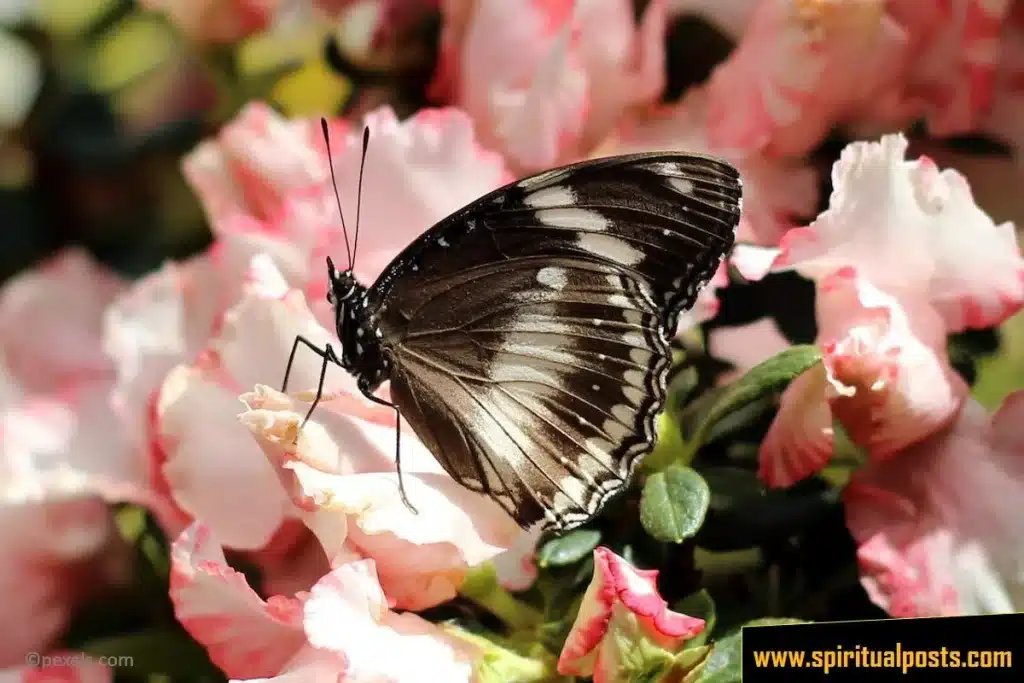 black-and-white-monarch-butterfly-spiritual-meaning-symbolism