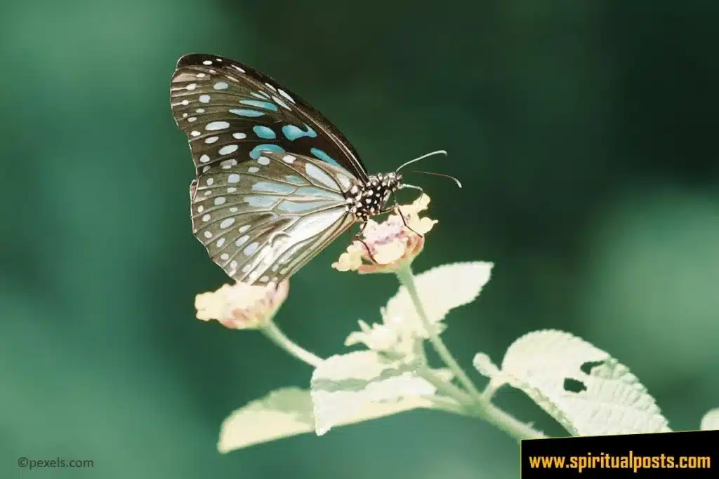 blue-monarch-butterfly-spiritual-meaning-symbolism