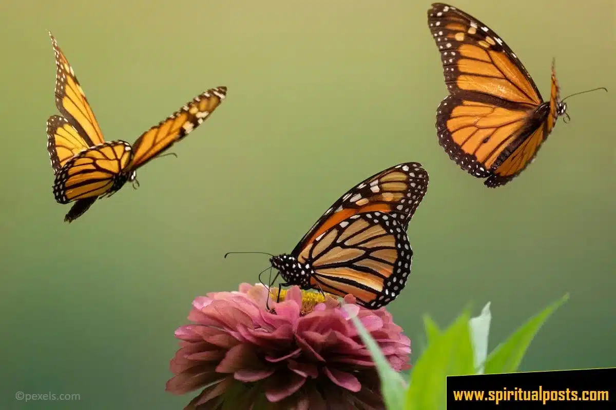 monarch-butterfly-spiritual-meaning-symbolism-yellow-black-blue-dead