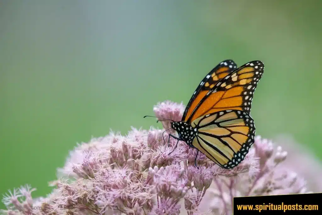 orange-monarch-butterflies-spiritual-meanings-symbolism